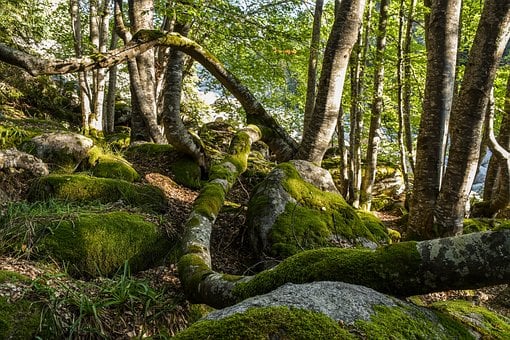 Árvores, Musgo, Pedras, Chão Da Floresta