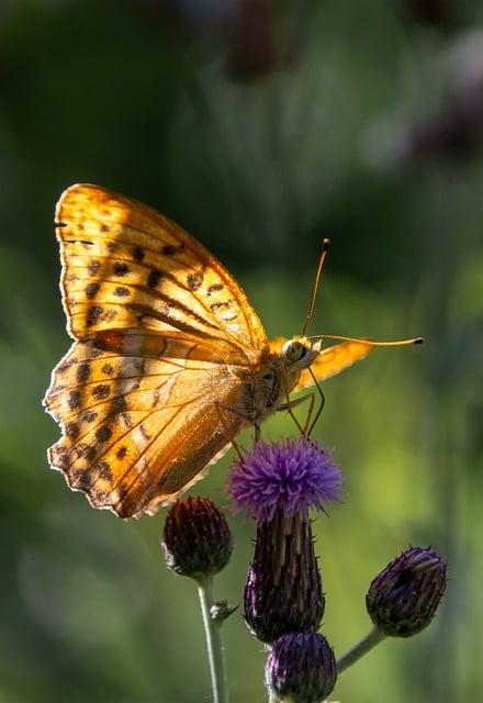 Borboleta, Inseto, Asa, Natureza, Macro