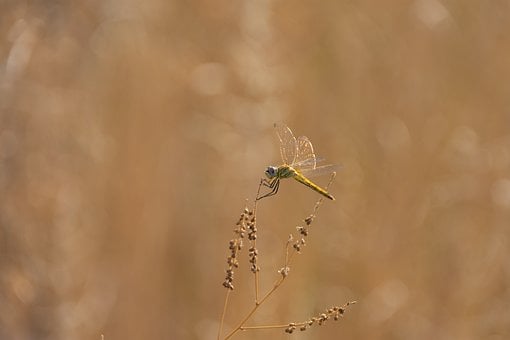 Libélula, Natureza, Inseto, Fauna