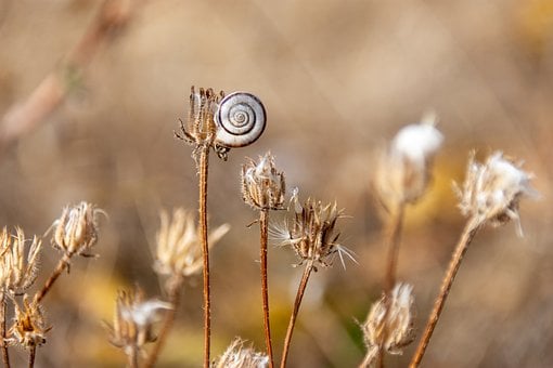 Caracol, Papel De Parede Do Windows