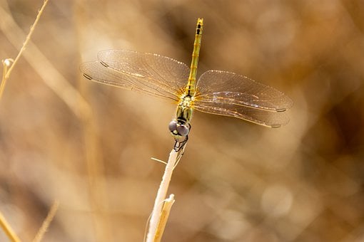 Libélula, Terra, Inseto, Natureza, Macro
