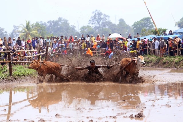 Pacu Jawi, Vaca, Corrida, Tradição
