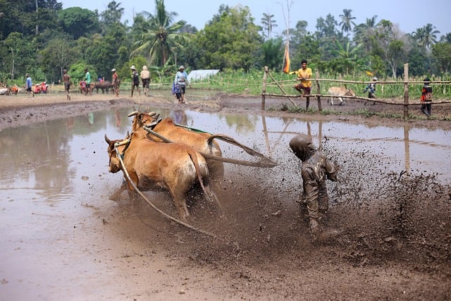 Pacu Jawi, Raça Tradicional, Touro
