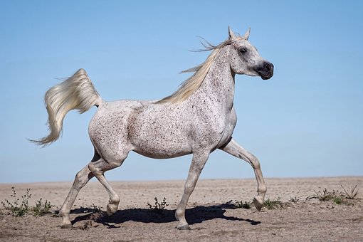 Arabisch Paard, Volbloed, Merrie