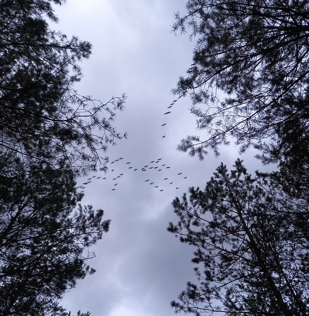 Ptáci, Létající Ptáci, Hejno Ptáků
