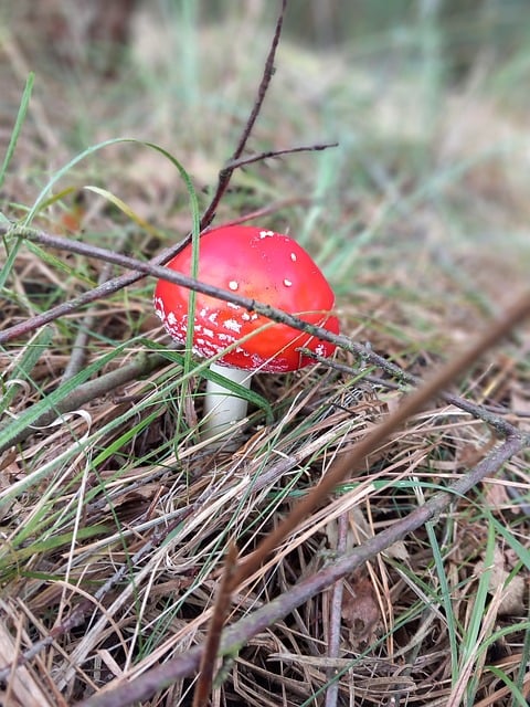 Houba, Muchomůrka Červená, Les