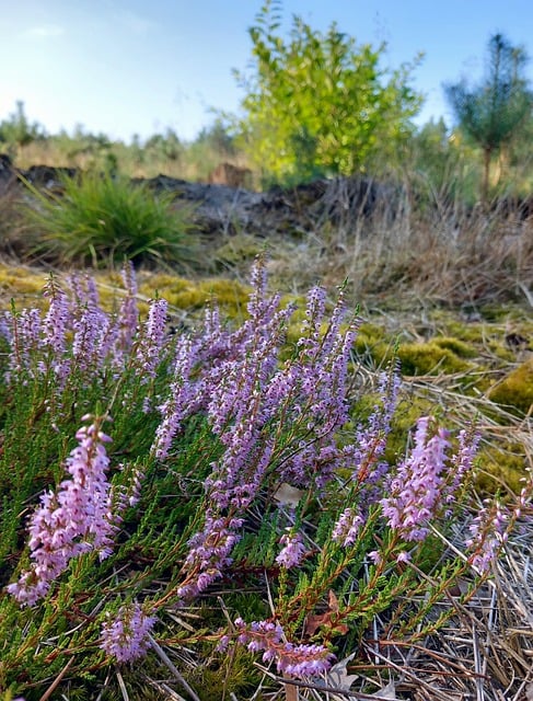 Vřes, Calluna Vulgaris, Kvetoucí Vřes