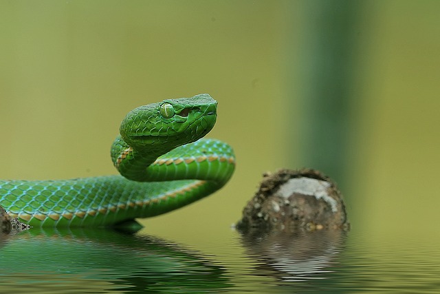 Réptil, Cobra, Camaleão, Olho, Verde