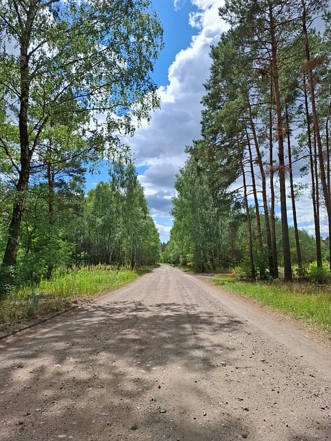 Lesní Cesta, Borovice, Bříza, Les, Léto