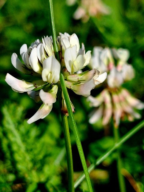 Bílé Jetele, Makro, Trifolium Repens