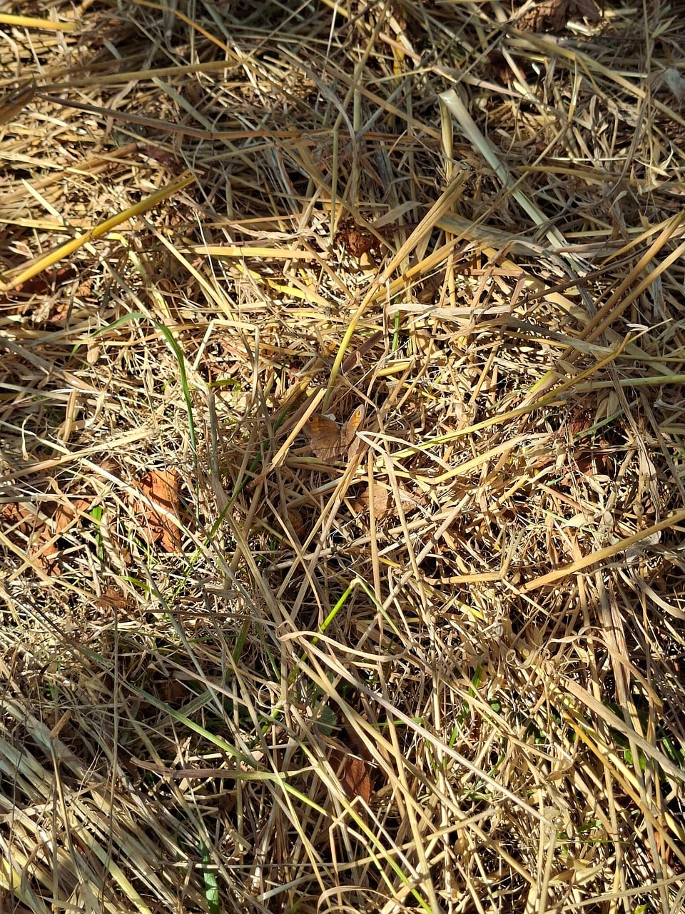 Schmetterling, Natur, Trockenes Gras