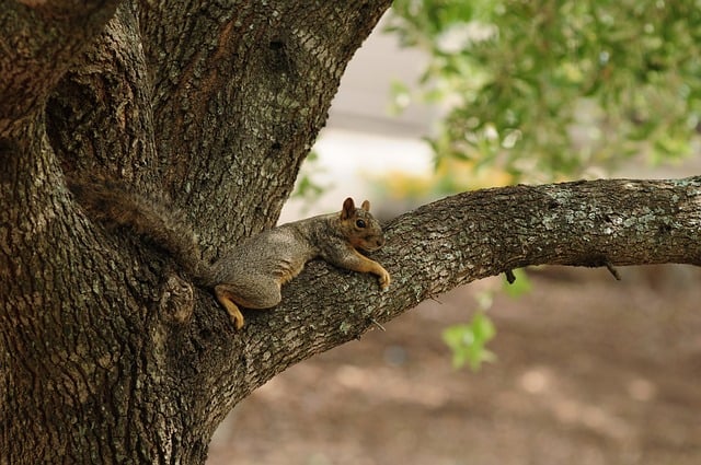 Ardilla, Árbol, Naturaleza, Salvaje