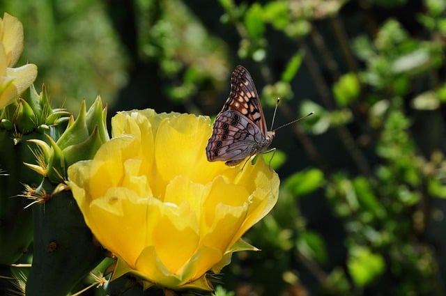 Mariposa, Naturaleza, Insecto, Polen