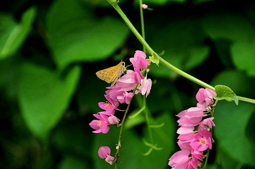 Borboleta, Natureza, Inseto, Asas