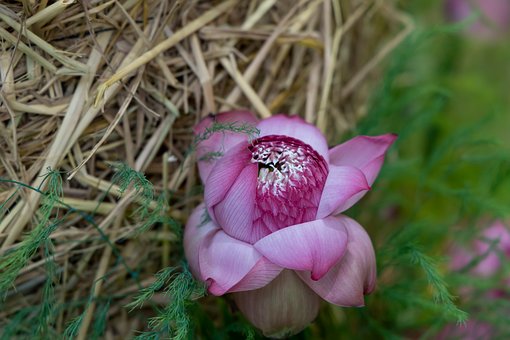 Rosa Lotus, Lotusblume, Lotus, Blume