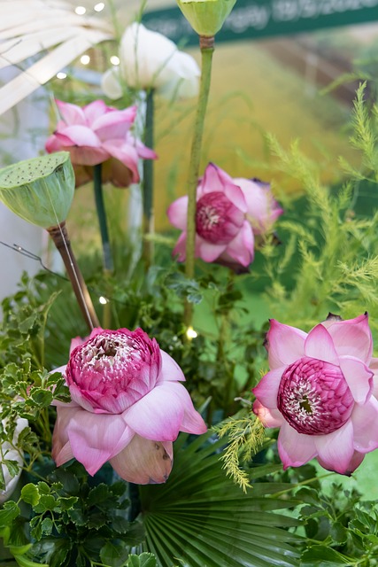 Lotus, Rosa Lotus, Blume, Wasserpflanze