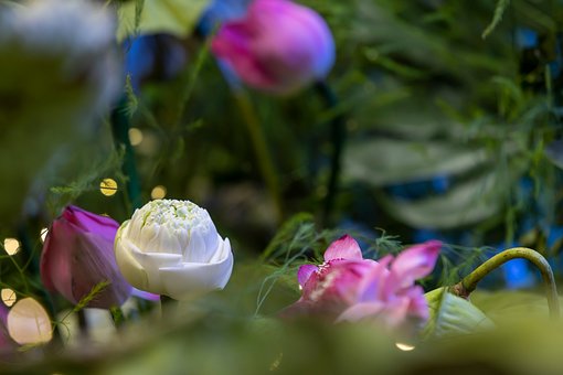 Lotus, Blume, Weiß, Rosa, Natur
