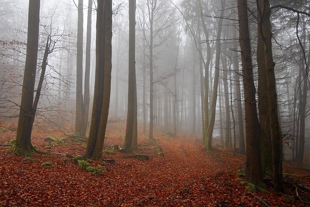 Wald, Nebel, Bäume, Herbst, Natur