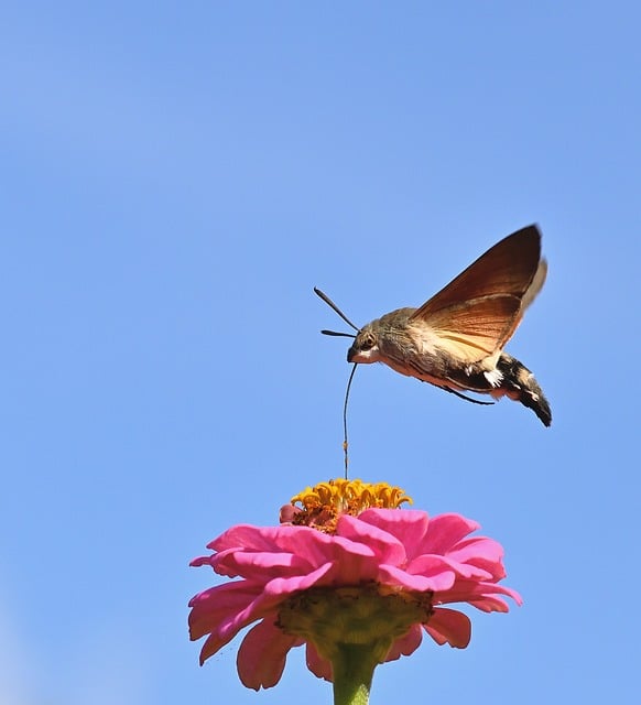Free Hummingbird Butterfly photo and picture
