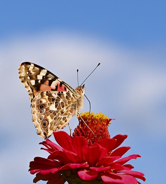 Free Butterfly Flower photo and picture