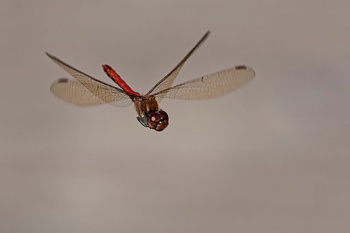 Free Dragonfly Red photo and picture
