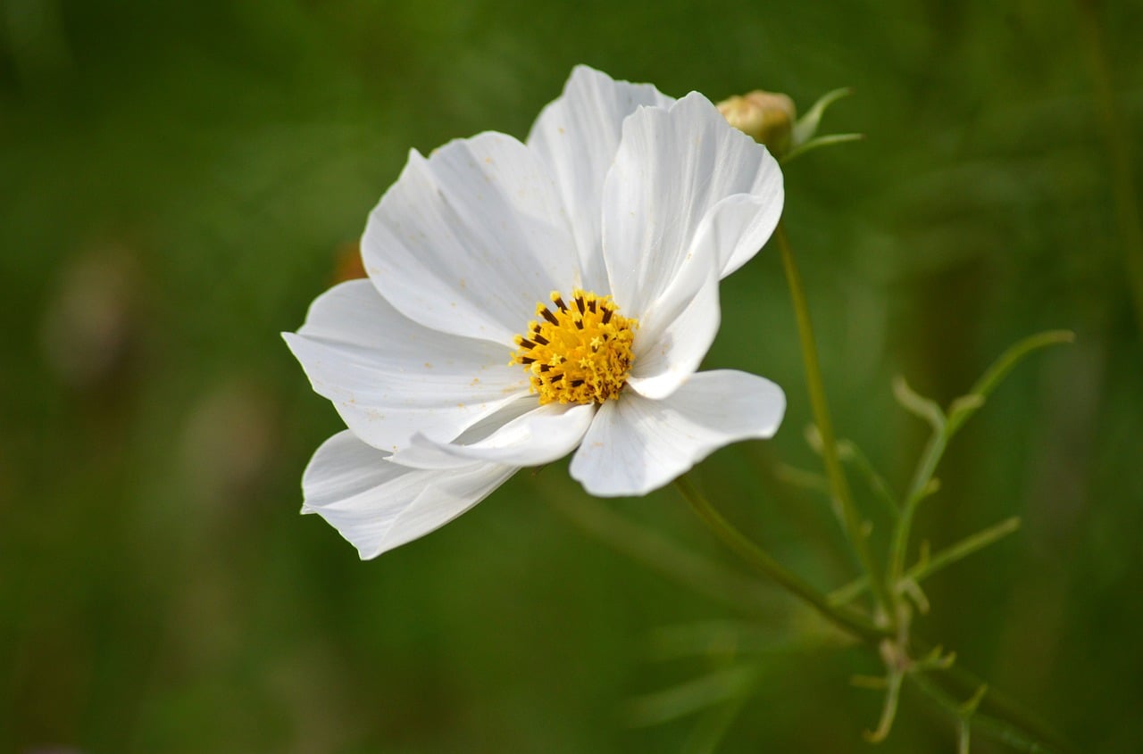 Download free HD stock image of Cosmos White Flowers Free Cosmos White Flowers photo and picture