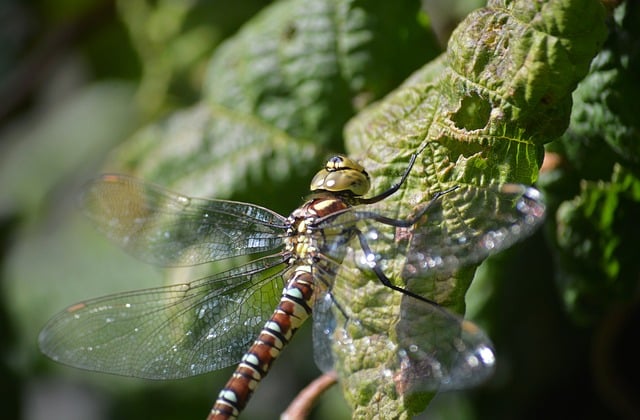 Free Dragonfly Hawker Dragonfly photo and picture