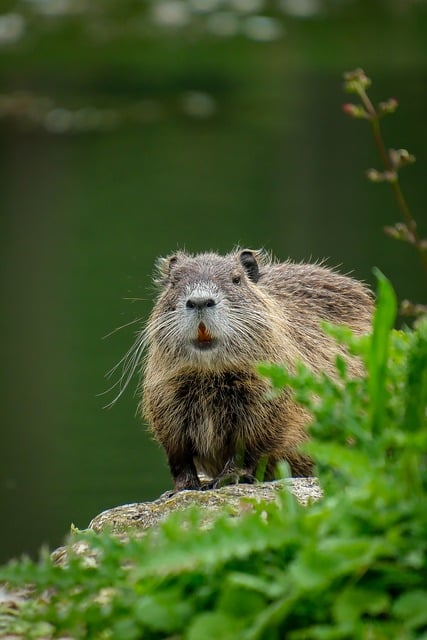 Free Nutria Coypu photo and picture