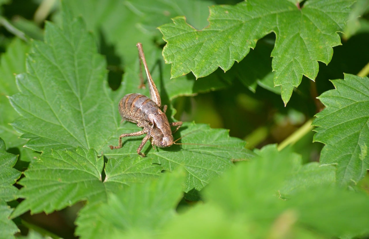 Download free HD stock image of Grasshopper Leaves Free Grasshopper Leaves photo and picture