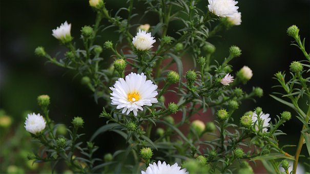 Flores Brancas, Jardim, Natureza, Flores