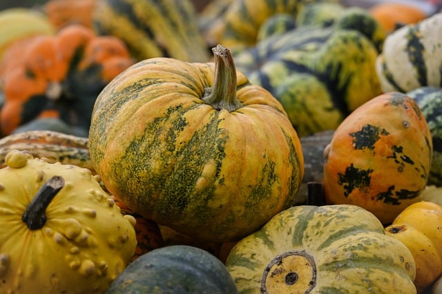 Free Pumpkin Various Colors photo and picture