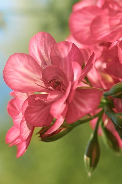 Blume, Rosa, Natur, Laub, Blütenblatt