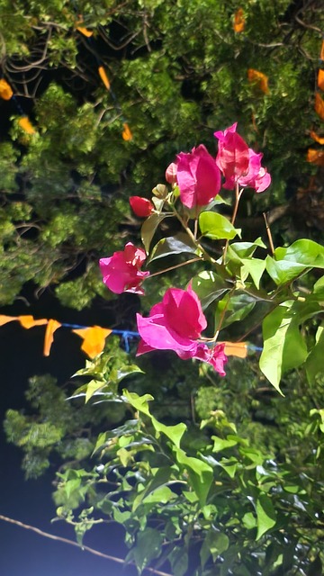 Noche, Luz, Flor, Rosa, Naturaleza
