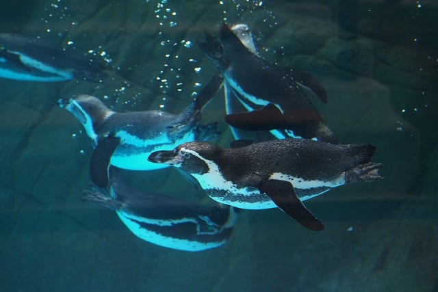 Free Penguin Aquarium photo and picture