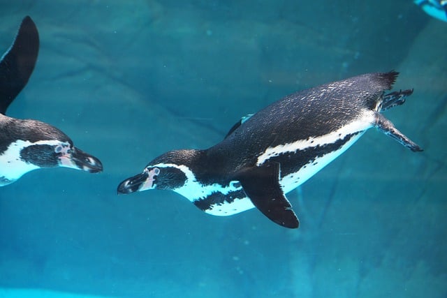 Free Penguin Aquarium photo and picture