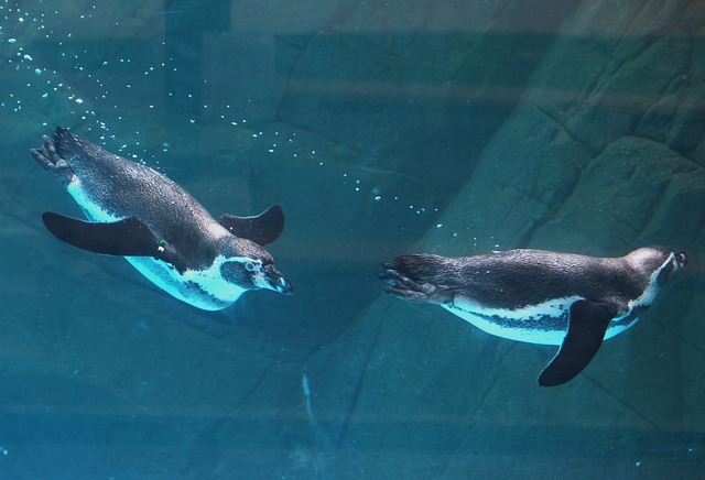 Free Penguin Aquarium photo and picture
