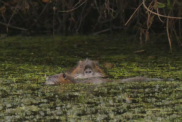 Free Nutria Nature photo and picture