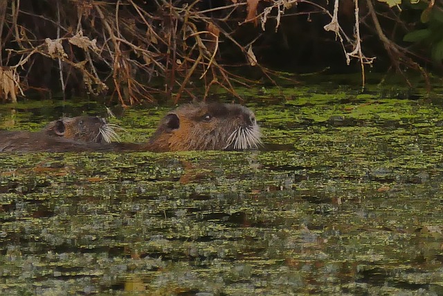 Free Nutria Water photo and picture