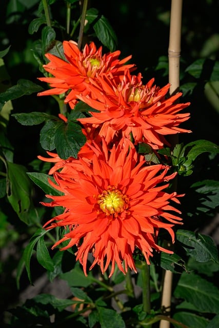 Kvet, Oranžová, Georgín, Záhrada