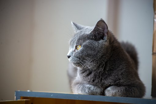 Kat, Grijs, Britse Korthaar, Portret