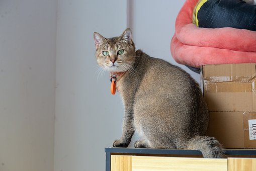 Kat, Halsband, Groene Ogen