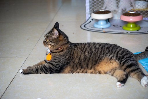 Kat, Huisdier, Gestreepte Kat, Liggende