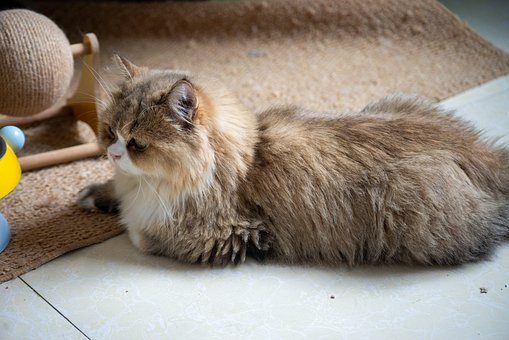 Kat, Perzische Kat, Wollig, Dier