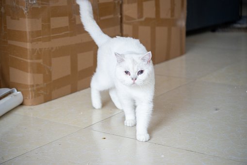 Kat, Wit, Binnen, Vloer, Kattenras