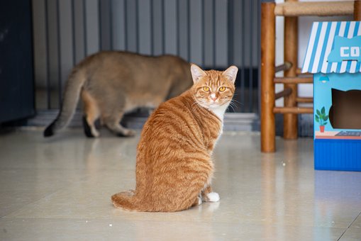 Kat, Oranje Vacht, Huisdier, Bedachtzaam