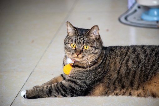 Kat, Huisdier, Liggende Kat, Gestreept