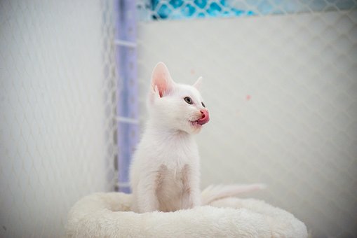Kitten, Schattig, Wit, Huisdier, Kat