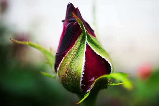 Rose, Knospe, Rot, Natur, Makro, Garten
