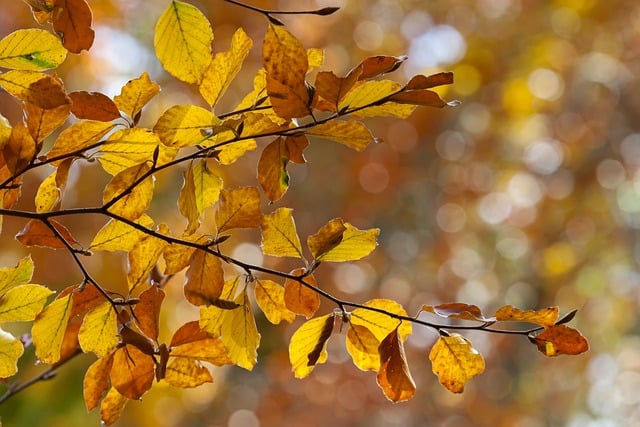 Free Autumn Colorful Leaves photo and picture