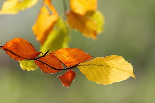 Free Autumn Leaves photo and picture